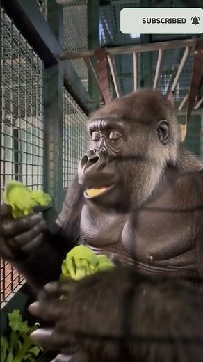 "Funny Monkey Enjoying Broccoli Snack" #monkey #eating #cute #shorts