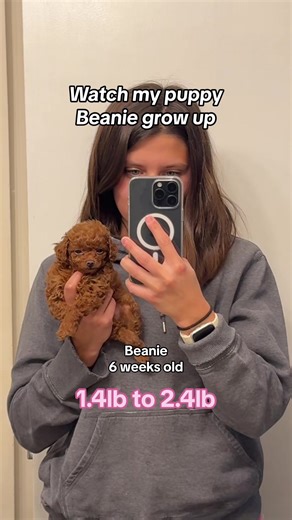 Watch Beanie the Teacup Golden Doodle Grow Up | Puppy Development Journey