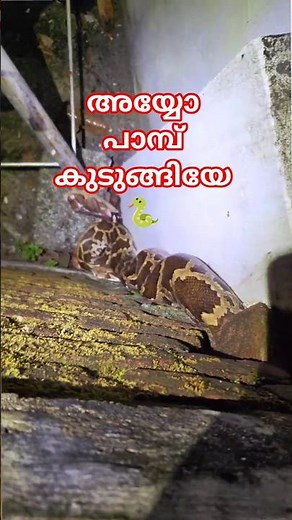 Been roaming free for a while, got stuck today 🐍| Python stuck between walls #urbansnakelife #sna...