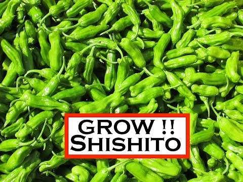 Vegetable Variety Review: Shishito Pepper