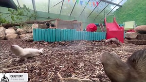 🤪 Ferret Fun! 🤪 Our Ferret family are totally bonkers! They are often running about, play fighting and causing absolute mayhem!! As it was quite warm today, we gave the ferrets a little shower.. safe to say they LOVED it! 😍 | The New Forest Wildlife Park