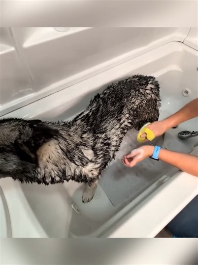 12K views · 302 reactions | Watch My Huskys FIRST Bath Experience! | Gone to the Snow Dogs | Facebook