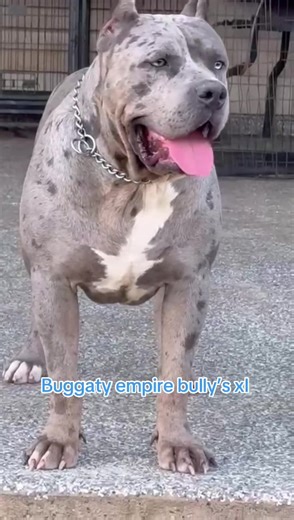 Empire bully’s xl BUGATTY #empirebullysxl #XL #merles #puppis #trimerle