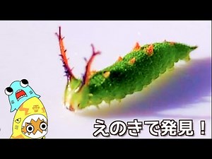 【トノサマバッタをつかまえる冒険】秋の畑の昆虫採集！サメニンジャーのアニメ！