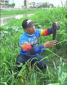 110K views · 2.2K reactions | mancing ikan gabus di sungai yang di tumbuhi semak rerumputan strek ikan gabus babon #mancing #casting #fishing | Mancing mania mantap | Facebook