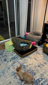 27K views · 1.3K reactions | Sorry kkk #jujuepituca #orlando #meme #florida #doguinho #disney #receita #pizzalover #pizza #tutorial | Juju e pituca | Facebook