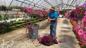📺✂️ In this week's video Kim demonstrates how to trim back your overgrown and leggy petunia hanging baskets. Doing this throughout the season helps keep your basket fresh and full of blooms! | Kim's Greenhouse