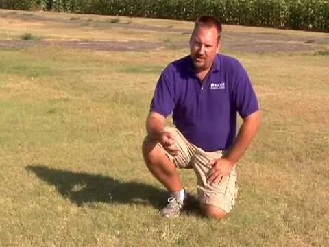 Buffalograss: Controlling Windmill Grass