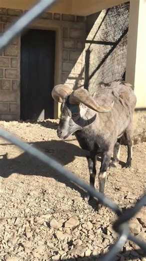 Bharal/ Himalayan Blue sheep 🐑