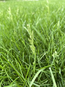 Help identifying seed heads