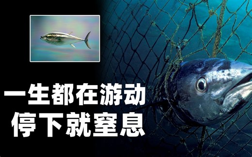 海中“无足鸟”，一生都在游泳，永远不会停歇的鱼
