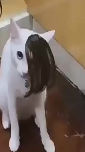 قط ايمو: كل ما تحتاج معرفته عن القطط الانطوائية