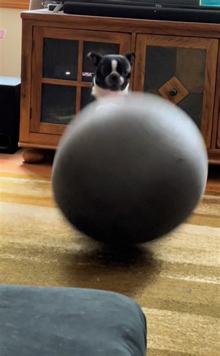 Boston Terrier Jumping Fun: A Joyful Showcase