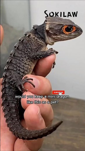 The Real Life Baby Dragon - Crocodile Skink