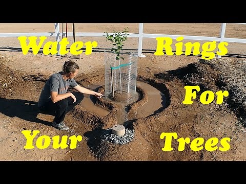 The BEST Way to Water Fruit Trees in the Desert!