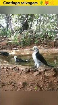 Caatinga: Two Worlds 🌵💧 Life in the Drought and in the Rain