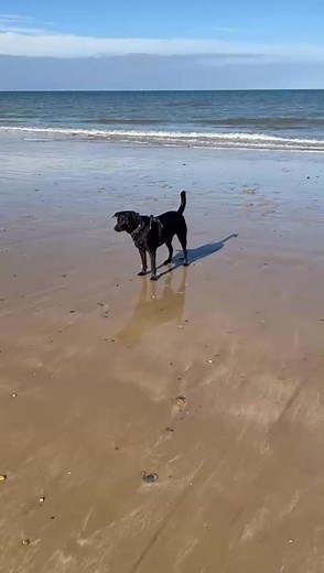 Lexi loves the beach! It's beneficial to change scenery every now and then to help keep your dog comfortable in different environments | Caroline’s Canines Dog Training