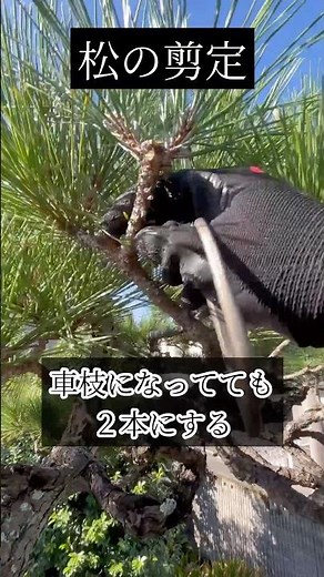 松の剪定で側芽を２本にすると迷わない#庭師のVlog #一級造園技能士