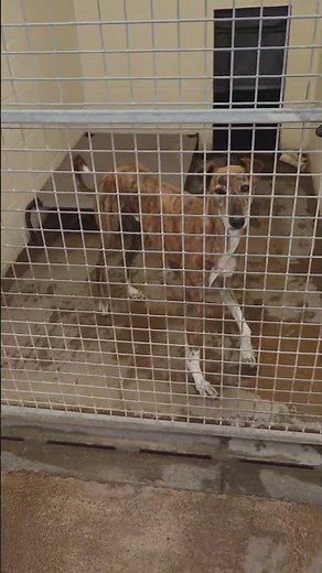 Pyper