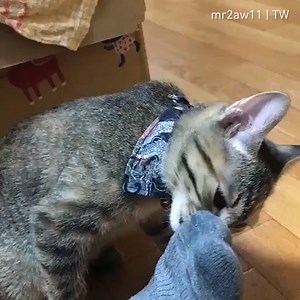 Why hooman's paws smell so bad By mr2aw11 | TW | 9GAG Cute