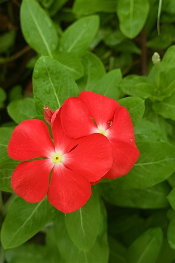 11K views · 1.6K reactions | The soft charm of Periwinkle flowers brings peace and positivity ✨ Their gentle petals remind us that beauty lies in simplicity  #PeriwinkleFlowers #NatureBeauty #PeacefulBlooms #GardenVibes #FlowerLovers | Blooming Flowers Nature | Facebook