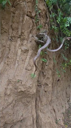 Indian Python Snake vs Cobra Snake #shortsvideo #youtubeshorts #trending