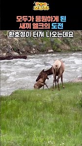 A baby elk's challenge that had everyone rooting for it#healing#animals#elk