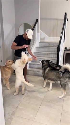 Essential Dog Care Tips for Every Dog Lover