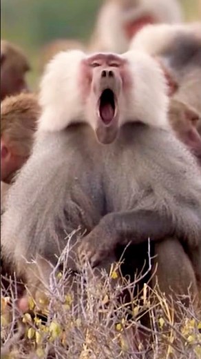 Monkey Wars: How Climate Turns Primates Aggressive