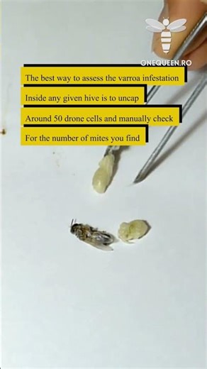 The best way to assess the varroa infestation inside any given hive is to uncap around 50 drones..