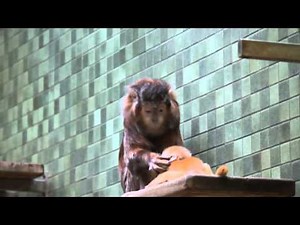 Monkey being cruel to baby Monkey