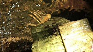 Scene of a spider upon a leaf. The leaf is fallen on the banks of a crystalline stream.