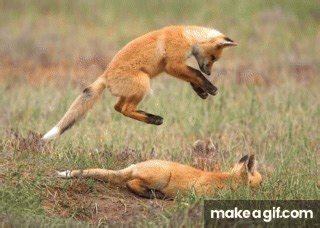 AI Fox on Make a GIF