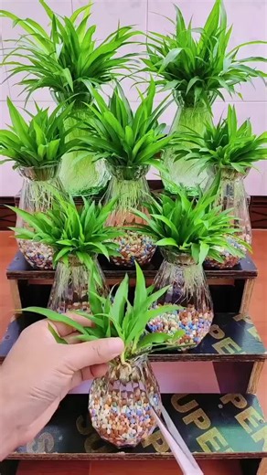 #plantingtips #gardeningidea #spiderSpider plants grown hydroponically root quickly, do not require sunlight, and need to have the water changed when it gets dirty. [Gardening Tips] [Hydroponically Grown Spider Plants] [Gardening Tricks] [Hydroponical Plants]