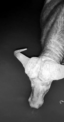 When Nature Calls 🐃💦