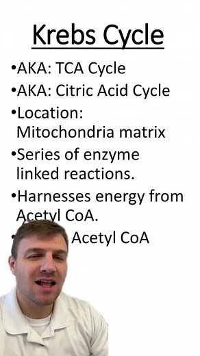 Krebs Cycle Explained: Key Steps in Cellular Respiration