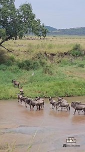 7.6K reactions · 76 shares | Shallow crossing #migration2025 #nowfilming #zebraplainsmoments #zebraplainscollection To enquire about, or book, a safari at one of Zebra Plains Collection's Mara Camps you can get in touch at: reservations@zebraplainsmara.com Or WhatsApp on +254790789122 Download our brochures to learn more about the camps: www.zebraplainscollection.com/brochures | Rob The Ranger Wildlife Videos | Facebook
