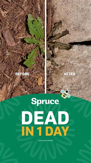 Kill weeds with Spruce—the new hard-working, worry-free weed and grass killer. | Walmart