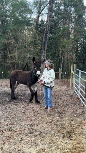 Mammoth Donkey Training