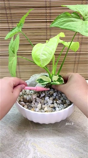 How to Decorate Syngonium Lemon Green & Njoy Pothos Water Garden🌿 #syngonium #njoypothos #tabledecor
