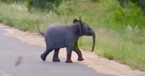 Cute Baby Elephant Is Chasing Swallows Around Street In National Park