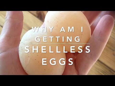 Causes of Shellless eggs; Vet Explains | Sez the Vet
