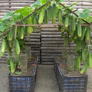 34K views · 531 reactions | How to Grow Cucumbers in Plastic Bins, Great Tips for Success | H&H Gardening Secrets | Facebook