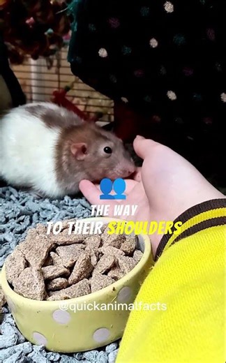 Hamster Cheek Pouch FACT 🤯🐹 #HamsterFacts #CuteAnimals #AnimalShorts