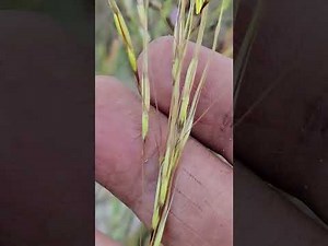 Chrysopogon yellow Flowers