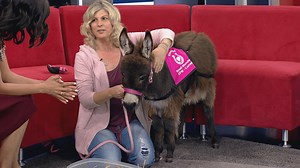 Mini donkeys for wellbeing