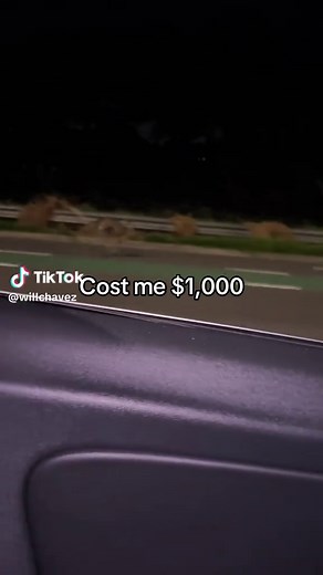 Kangaroo Encounters in Australia: $1,000 Lesson