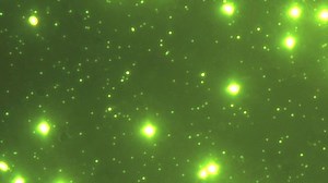 Visualizing Plankton: Epifluorescence Microscopy