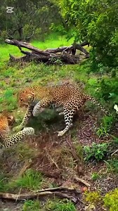 3 Leopards agressively fight each other. #trending #nature #zebra #cheetah #reel #naturephotography #short #AjKenyaSafaris #Animal #ajkenyasafaris🔥✔️ | Aj Kenya Safaris Ltd