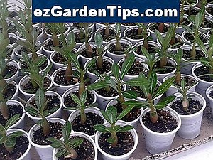 Como crescer Adenium Obesum 🌱 Dicas Jardineiros - Pt.ezGardenTips.com